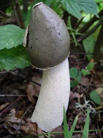 Mushroom Veselka fotos